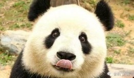 疯狂的熊猫爆料视频下载,视频下载背后的秘密大曝光！